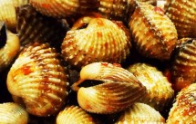 Nghêu - Sò - Ốc